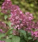 Rispenhortensie 'Wim's Red' -R- - Hydrangea paniculata 'Wim's Red' -R-