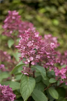 Rispenhortensie 'Wim's Red' -R- - Hydrangea paniculata 'Wim's Red' -R-