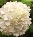 Rispenhortensie 'Wim's Red' -R- - Hydrangea paniculata 'Wim's Red' -R-