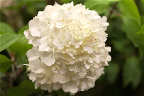 Rispenhortensie 'Wim's Red' -R- - Hydrangea paniculata 'Wim's Red' -R-