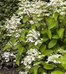 Rispenhortensie 'Wim's Red' -R- - Hydrangea paniculata 'Wim's Red' -R-