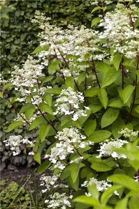 Rispenhortensie 'Wim's Red' -R- - Hydrangea paniculata 'Wim's Red' -R-