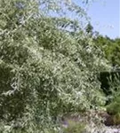 Weidenblättr.Birne - Pyrus salicifolia CAC