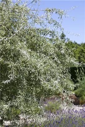 Weidenblättr.Birne - Pyrus salicifolia CAC