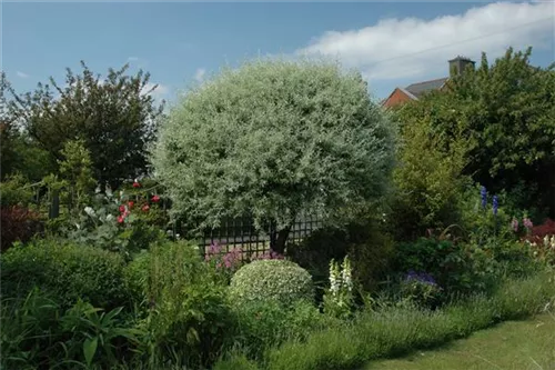 Weidenblättr.Birne - Pyrus salicifolia CAC