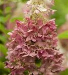 Rispenhortensie 'Magical Candle' -R- - Hydrangea paniculata Candlelight