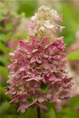 Rispenhortensie 'Magical Candle' -R- - Hydrangea paniculata Candlelight