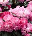 Yaku-Rhododendron 'Anuschka' - Rhododendron yak.'Anuschka' I