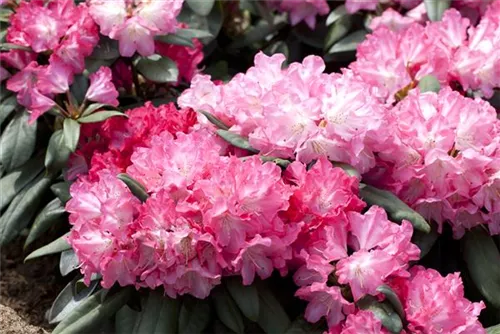 Yaku-Rhododendron 'Anuschka' - Rhododendron yak.'Anuschka' I