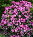 Yaku-Rhododendron 'Anuschka' - Rhododendron yak.'Anuschka' I