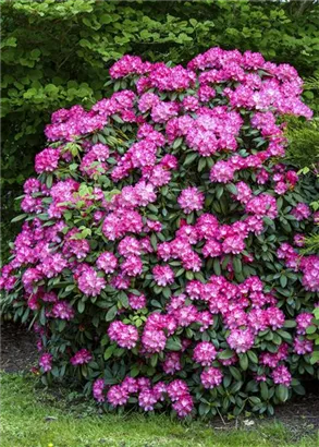 Yaku-Rhododendron 'Anuschka' - Rhododendron yak.'Anuschka' I