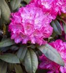 Yaku-Rhododendron 'Anuschka' - Rhododendron yak.'Anuschka' I