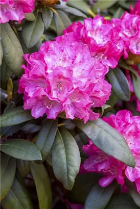 Yaku-Rhododendron 'Anuschka' - Rhododendron yak.'Anuschka' I