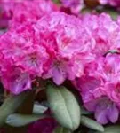 Yaku-Rhododendron 'Anuschka' - Rhododendron yak.'Anuschka' I