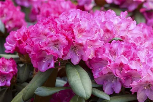 Yaku-Rhododendron 'Anuschka' - Rhododendron yak.'Anuschka' I