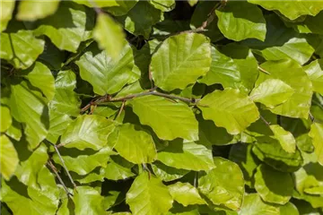 Fagus sylvatica - Buche