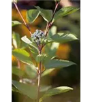 Schwarzholz-Hartriegel - Cornus alba 'Kesselringii'