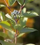 Purpur-Hartriegel - Cornus alba 'Sibirica'