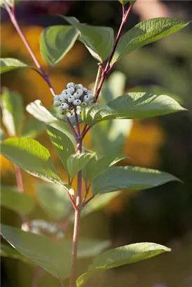 Purpur-Hartriegel - Cornus alba 'Sibirica'