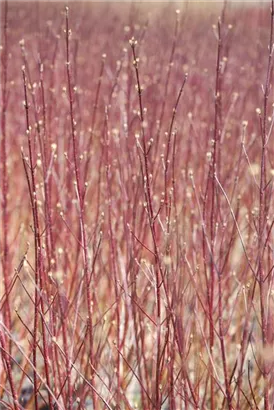 Purpur-Hartriegel - Cornus alba 'Sibirica'