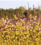 Purpur-Hartriegel - Cornus alba 'Sibirica'