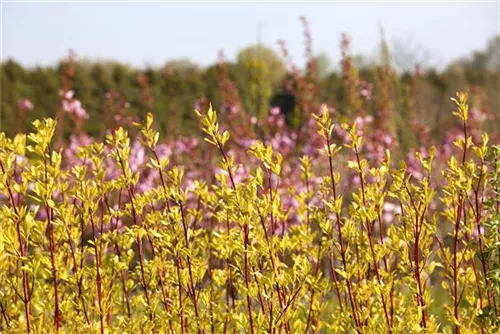 Purpur-Hartriegel - Cornus alba 'Sibirica'