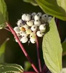 Purpur-Hartriegel - Cornus alba 'Sibirica'