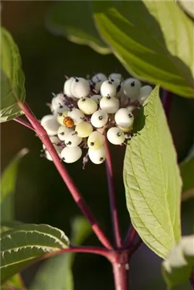 Purpur-Hartriegel - Cornus alba 'Sibirica'