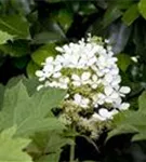 Eichenblättr.Hortensie - Hydrangea quercifolia