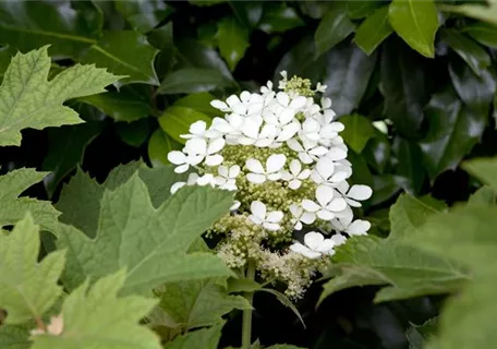 Hydrangea quercifolia - Eichenblättr.Hortensie