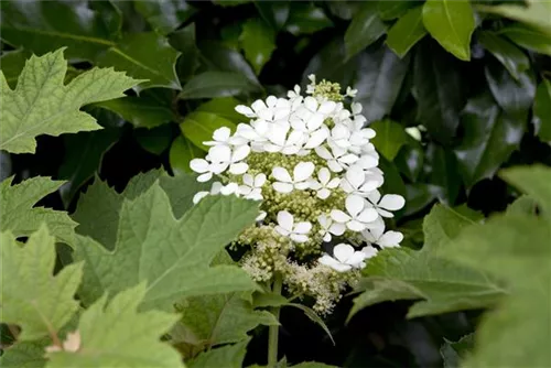 Eichenblättr.Hortensie - Hydrangea quercifolia