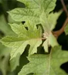 Eichenblättr.Hortensie - Hydrangea quercifolia