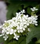 Eichenblättr.Hortensie - Hydrangea quercifolia