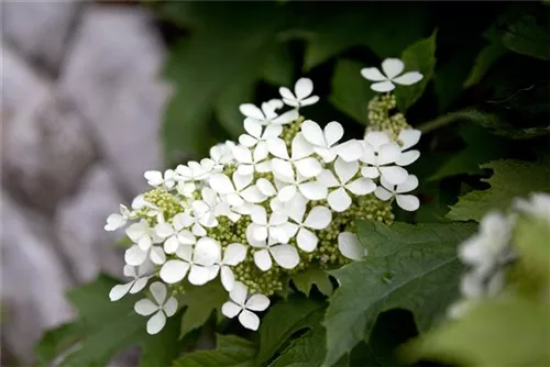 Eichenblättr.Hortensie - Hydrangea quercifolia