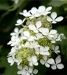 Eichenblättr.Hortensie - Hydrangea quercifolia