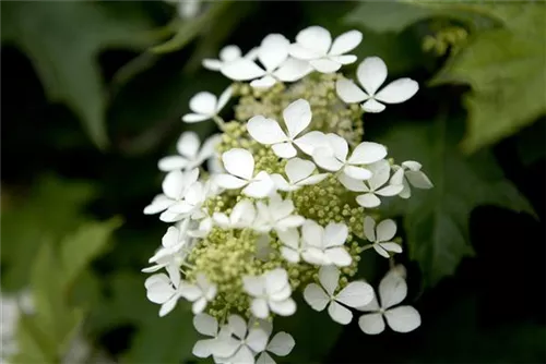 Eichenblättr.Hortensie - Hydrangea quercifolia