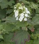 Eichenblättr.Hortensie - Hydrangea quercifolia