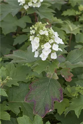 Eichenblättr.Hortensie - Hydrangea quercifolia