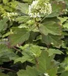 Eichenblättr.Hortensie - Hydrangea quercifolia