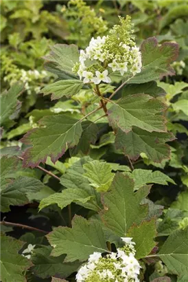 Eichenblättr.Hortensie - Hydrangea quercifolia