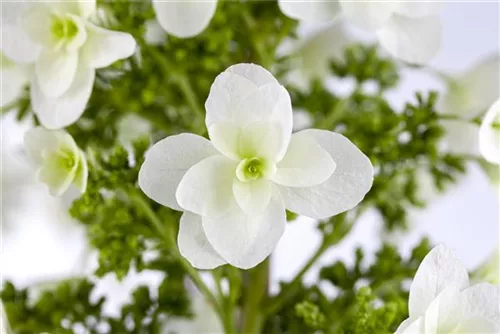 Eichenblättr.Hortensie - Hydrangea quercifolia