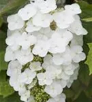 Eichenblättr.Hortensie - Hydrangea quercifolia