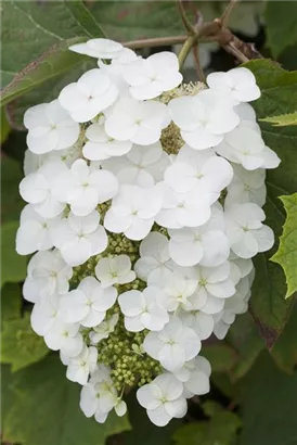 Eichenblättr.Hortensie - Hydrangea quercifolia