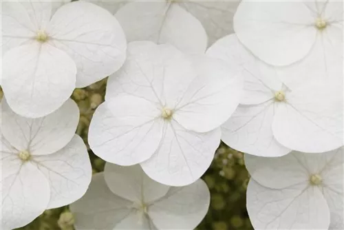 Eichenblättr.Hortensie - Hydrangea quercifolia