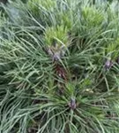 Berg-Kiefer 'Varella' - Pinus mugo 'Varella'