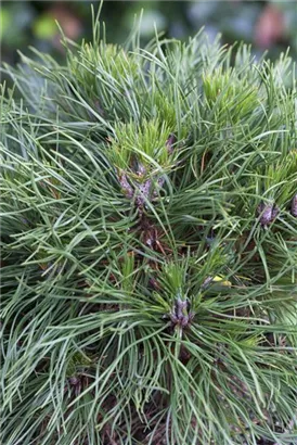 Berg-Kiefer 'Varella' - Pinus mugo 'Varella'