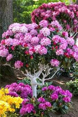 Yaku-Rhododendron 'Arabella' - Rhododendron yak.'Arabella' I