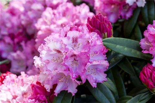 Yaku-Rhododendron 'Arabella' - Rhododendron yak.'Arabella' I