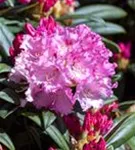 Yaku-Rhododendron 'Arabella' - Rhododendron yak.'Arabella' I