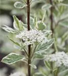 Weißbunter Hartriegel - Cornus alba 'Elegantissima' - Wildgehölze